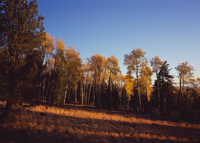 Fall leaves on the Aspens 