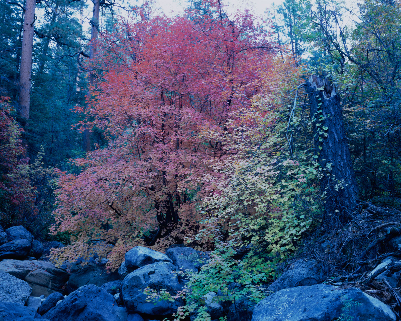 Fall leaves on the Maples near Cave Springs in Oak Creek Canyon