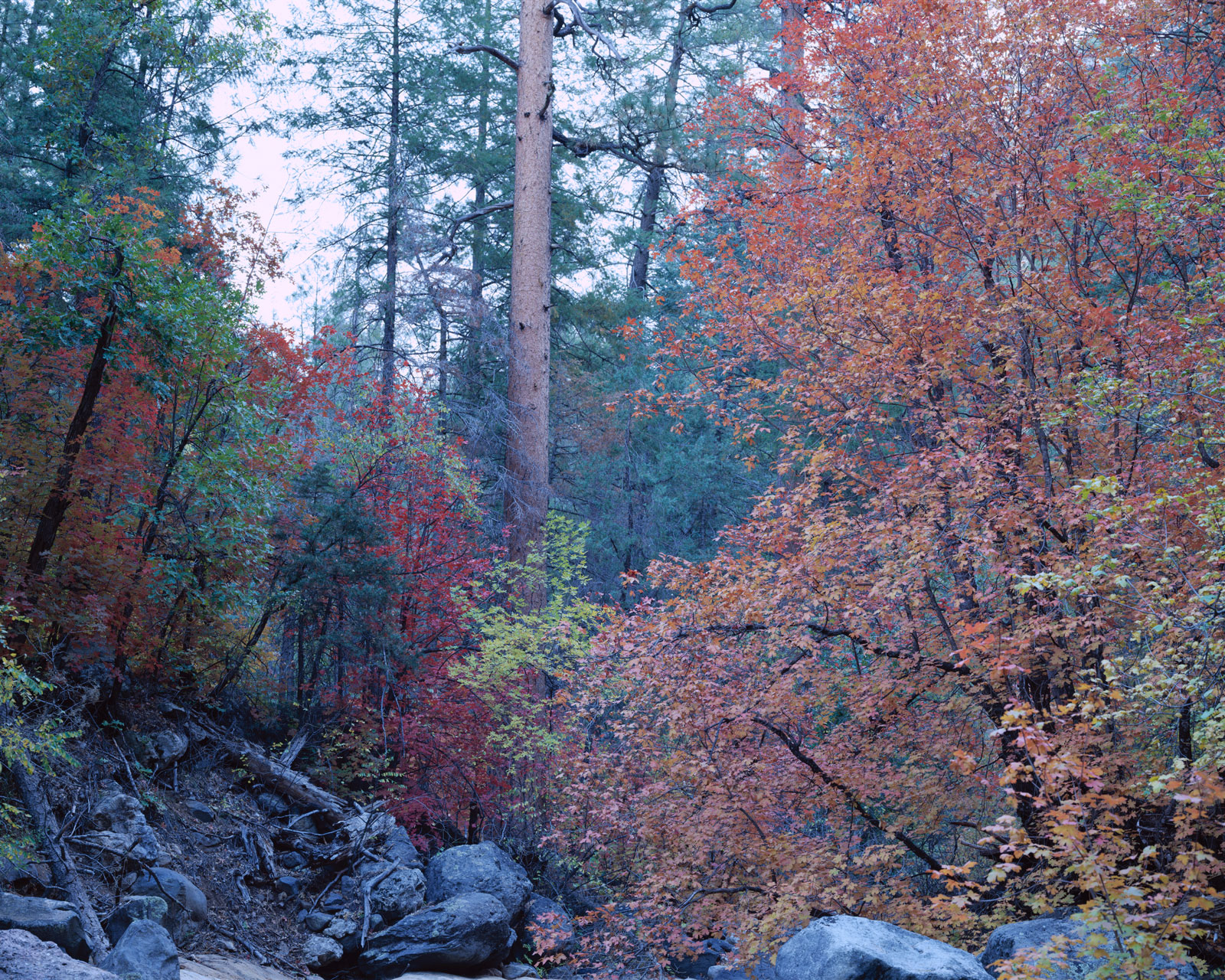 Fall leaves on the Maples near Cave Springs in Oak Creek Canyon