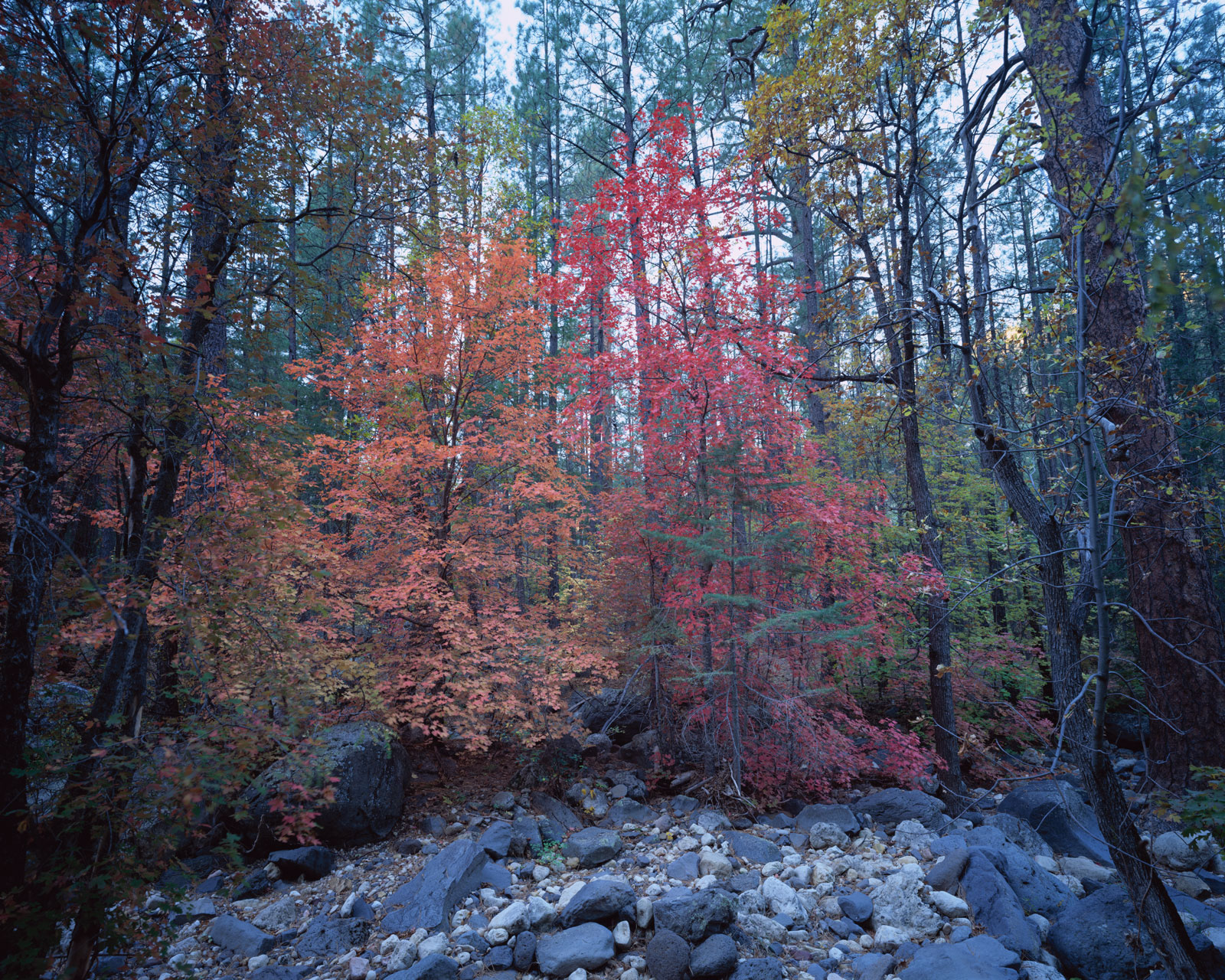 Orange and red leaves on 2 Maples near Cave Springs in Oak Creek Canyon