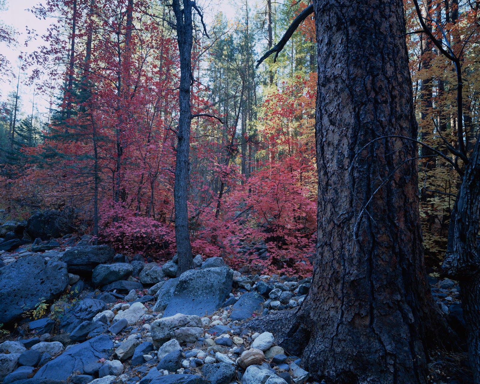 Fall leaves on the Maples, with a Pine tree trunk in the right foreground, near Cave Springs in Oak Creek Canyon