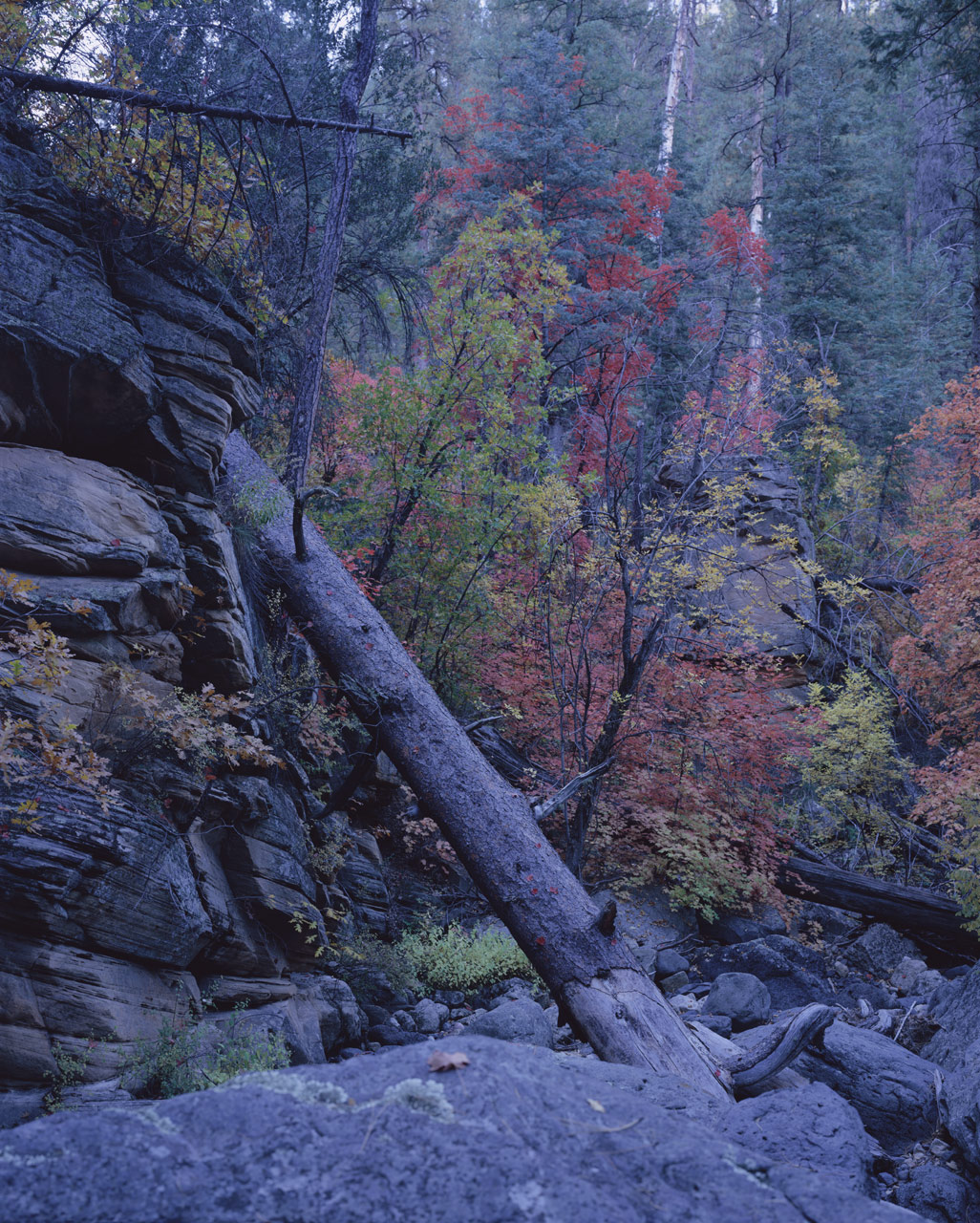 Rocks along the wash bank, dead tree trunks, and orange and red leaves on the Maples near Cave Springs in Oak Creek Canyon