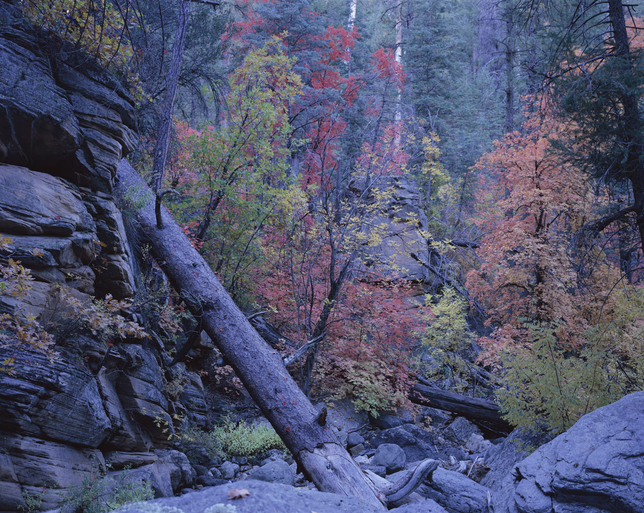 Rocks along the wash bank, dead tree trunks, and orange and red leaves on the Maples near Cave Springs in Oak Creek Canyon