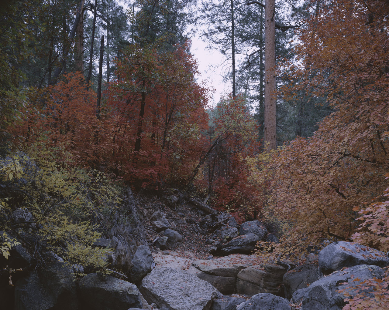 Orange and red leaves on the Maples near Cave Springs in Oak Creek Canyon
