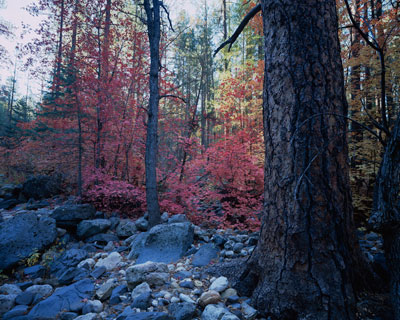 Orange and red Fall leaves on the Maples, with a large Pine tree trunk in the right foreground, near Cave Springs