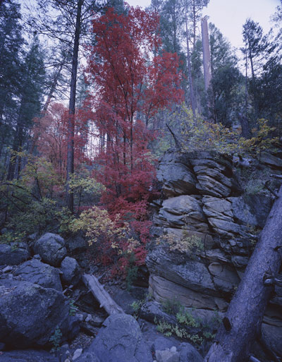 Orange and red leaves on Maples, dead tree trunks, and a rock outcropping at the end of the wash near Cave Springs
