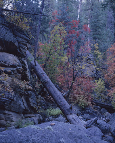 Rocks along the wash bank, dead tree trunks, orange and red Fall leaves on the Maples near Cave Springs