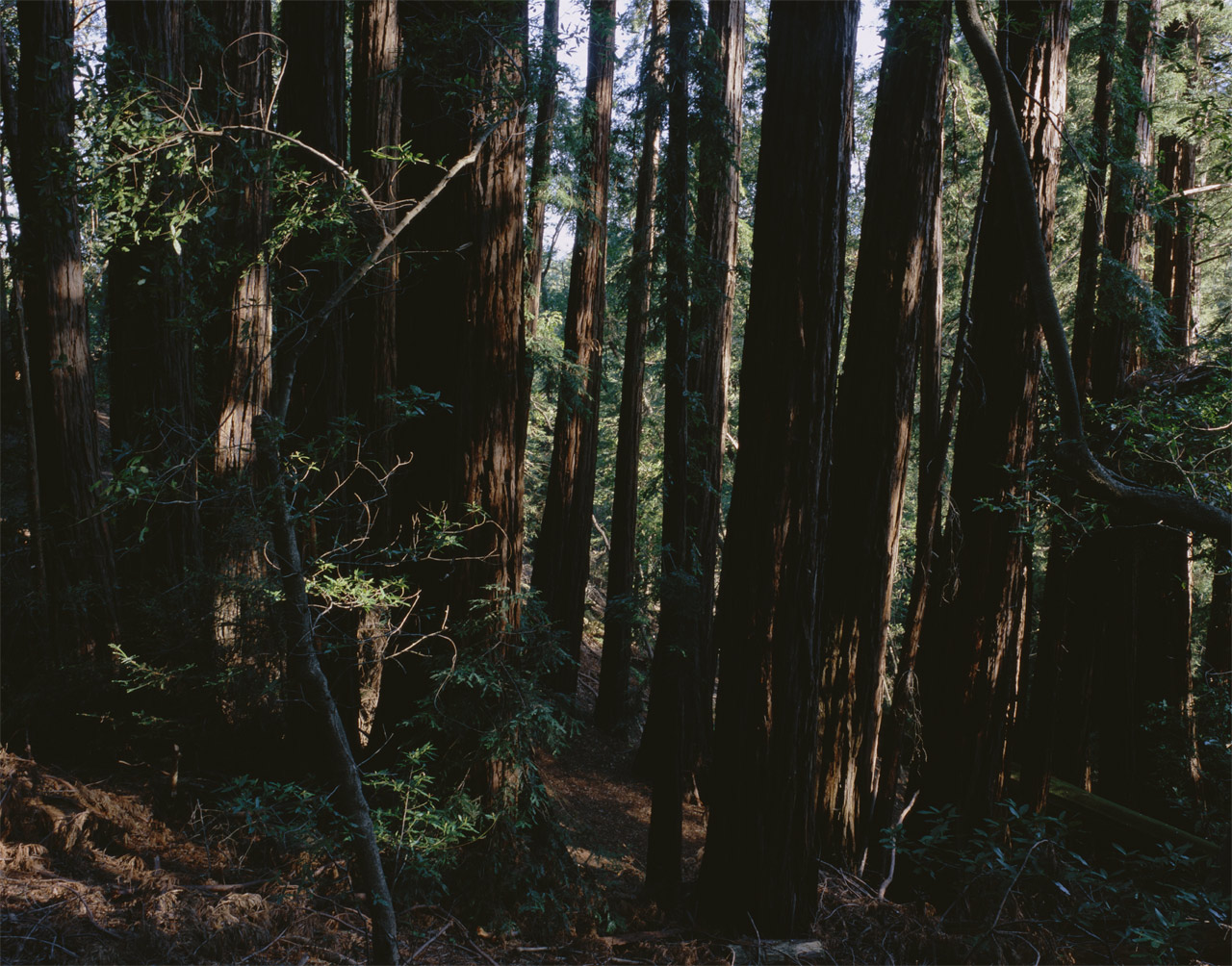 Redwoods at dawn in Big Sur