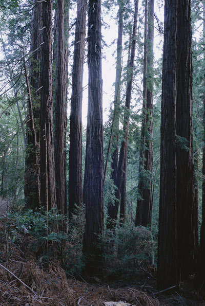 California Redwoods on the path around VENTANA INN®