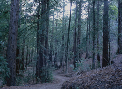 California Redwoods on the campground road around VENTANA INN®
