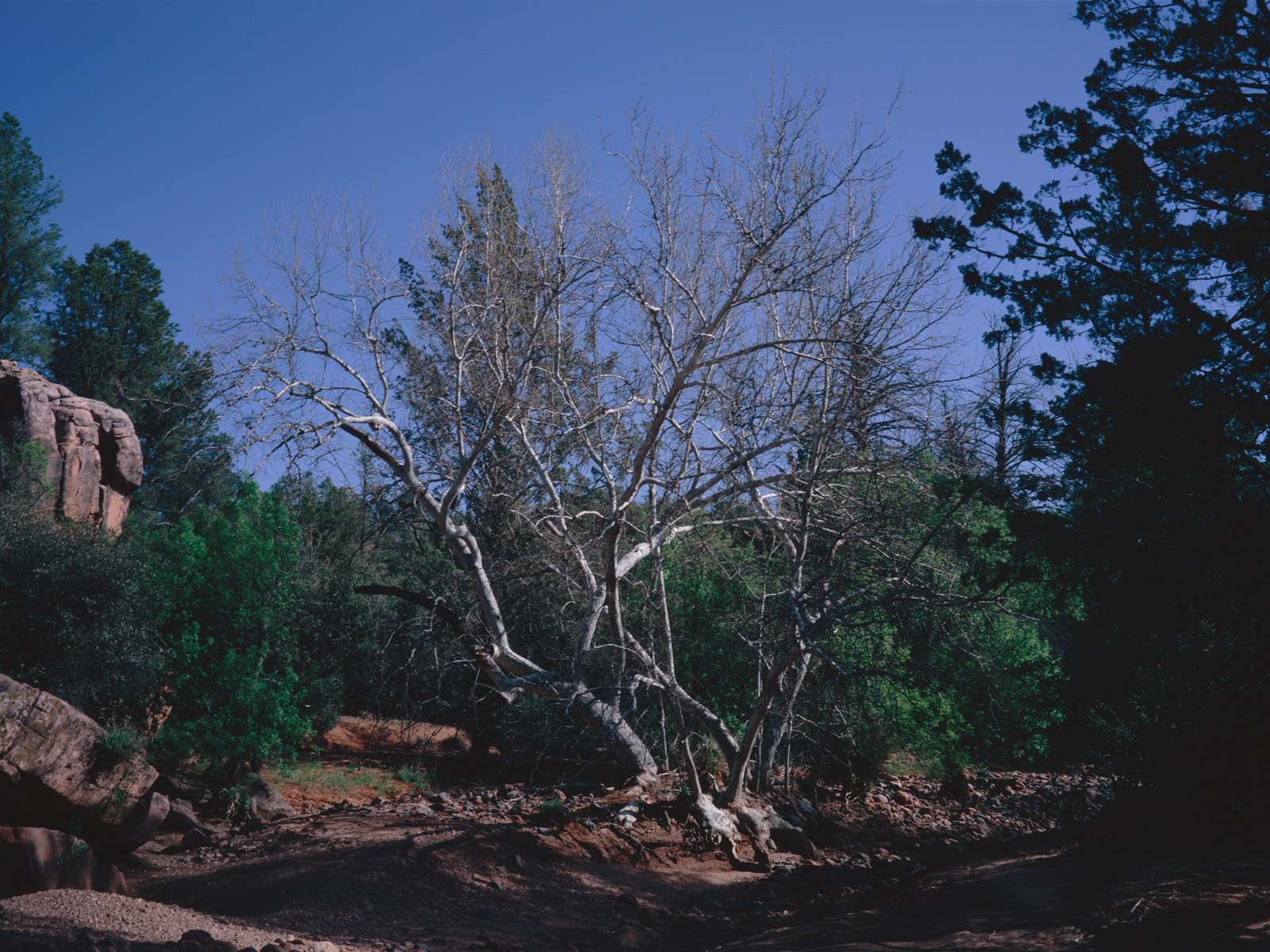 Sycamores on Girdner Trail in west Sedona