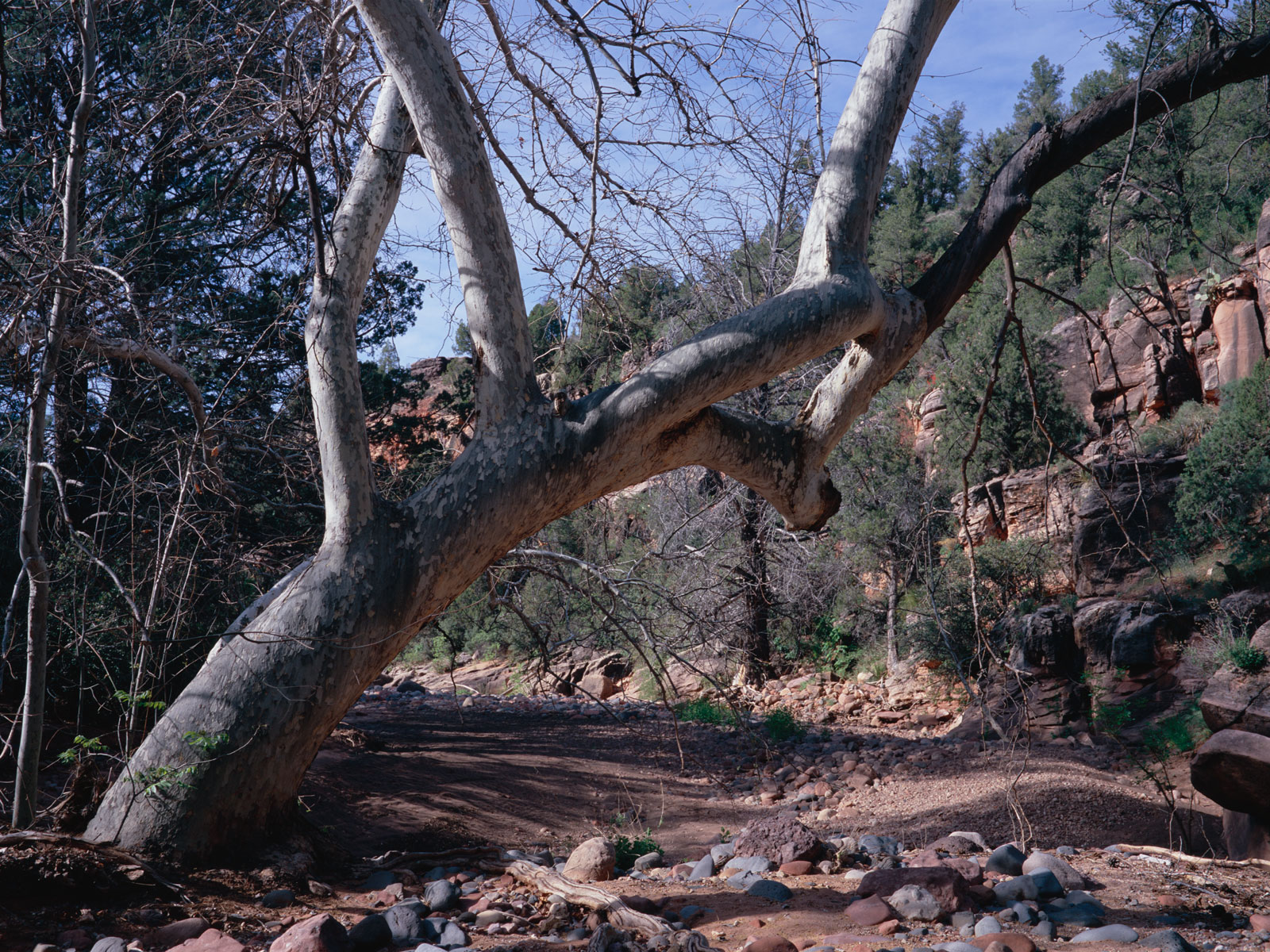 Sycamore on Girdner Trail in west Sedona