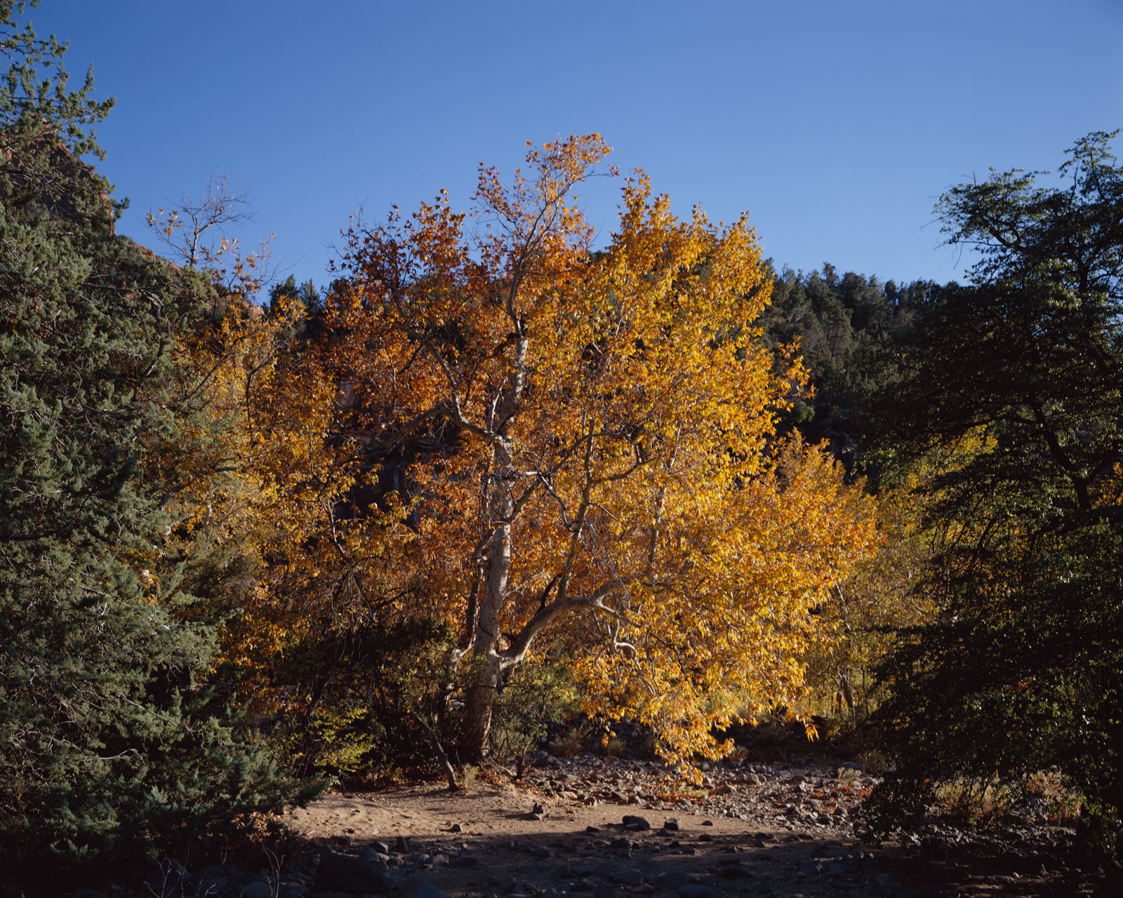 Fall leaves on a lone Sycamore, with Juniper trees in front, at Grasshopper Point north of Sedona