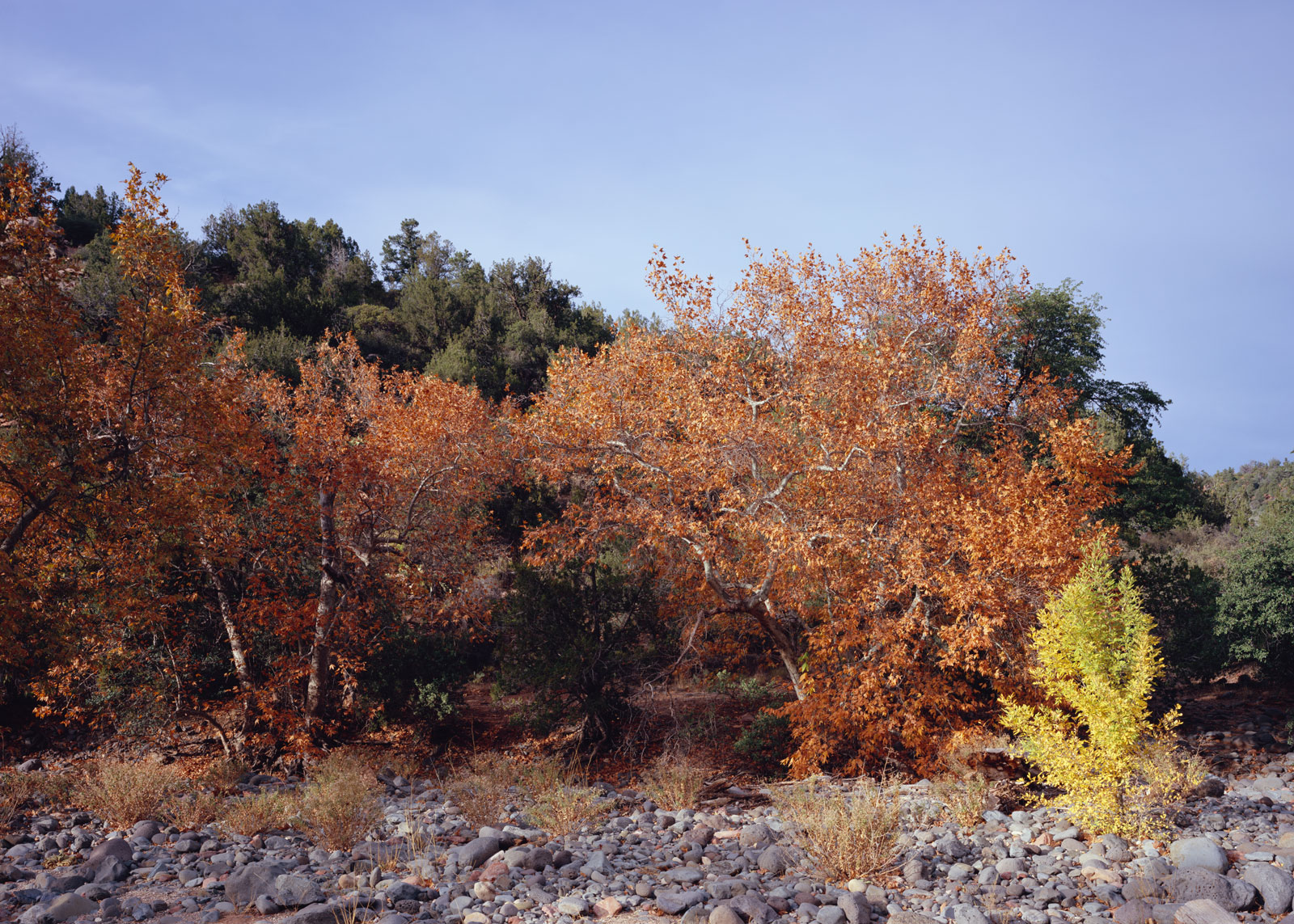 Fall leaves on the Sycamores, with a yellow bush in the right foreground, at Grasshopper Point north of Sedona