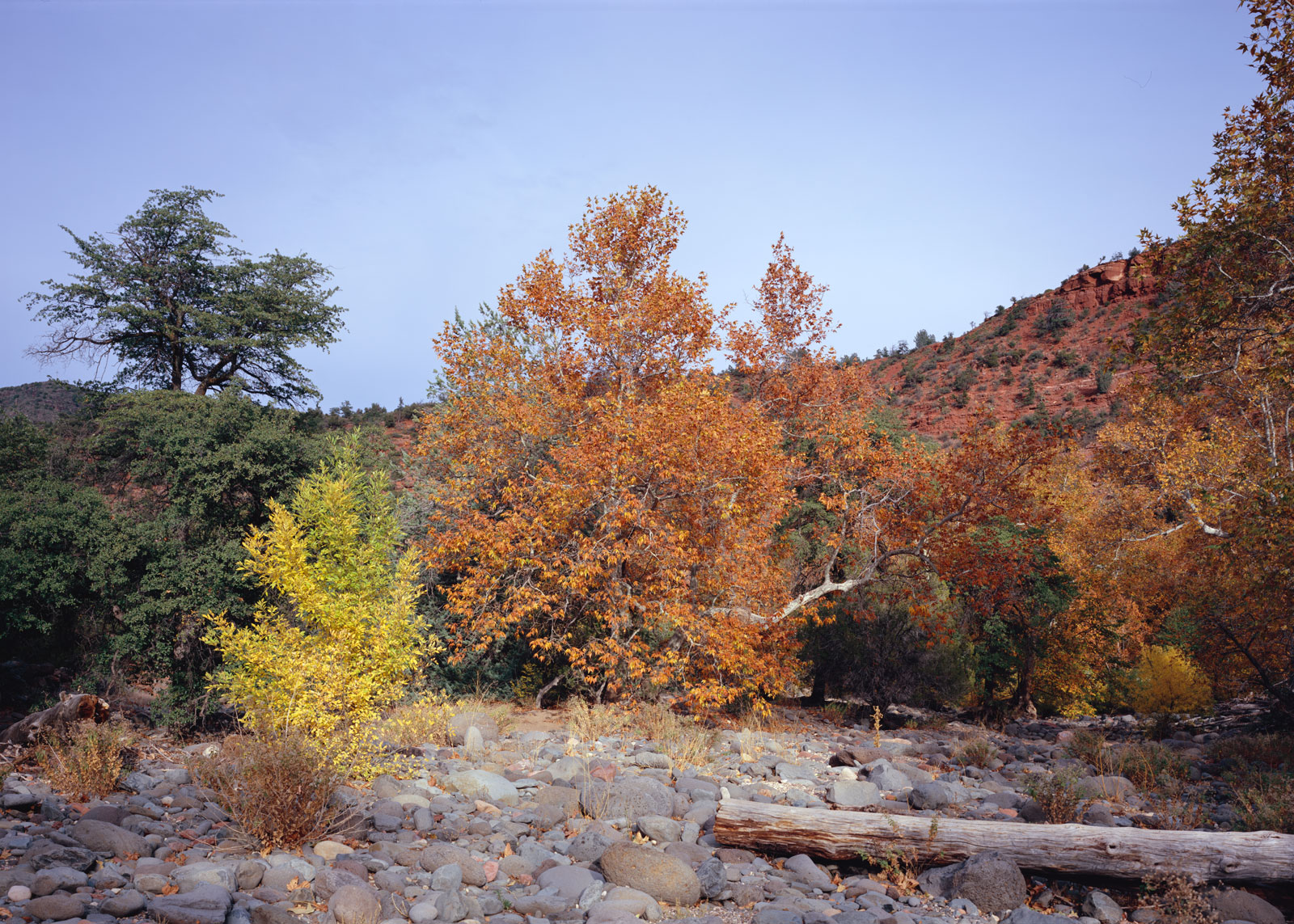 Fall leaves on the Sycamores, with the yellow bush and a log in front, at Grasshopper Point north of Sedona