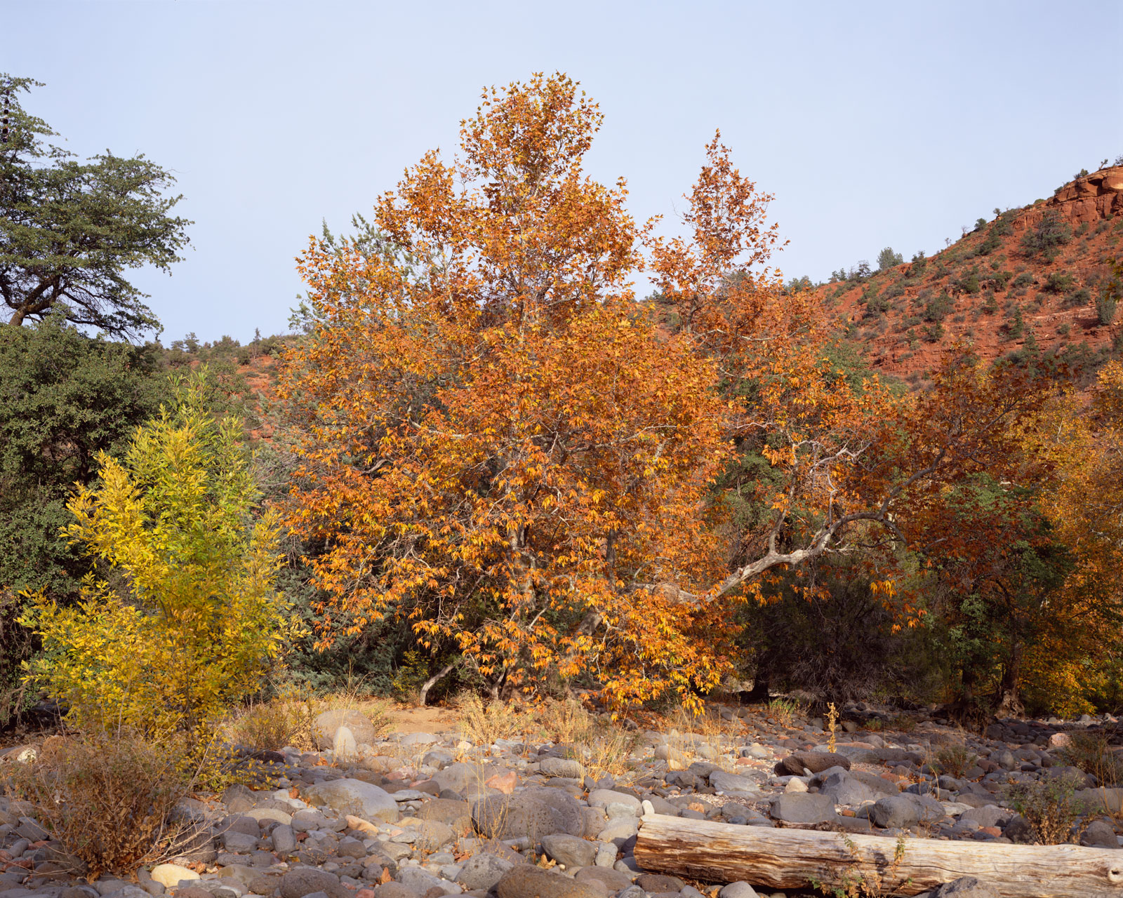 Fall leaves on the Sycamores, with the yellow bush and a log in front, at Grasshopper Point north of Sedona