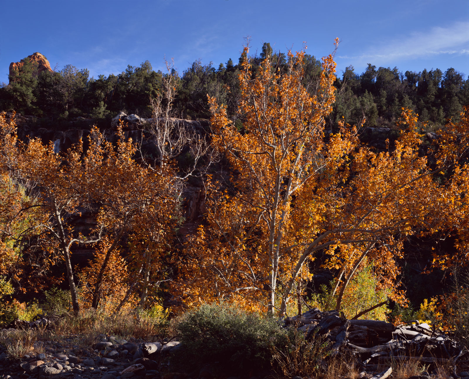 Fall leaves on the Sycamores, with Oak Creek behind, at Grasshopper Point north of Sedona