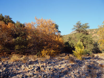 Fall leaves on the Sycamores, with a yellow bush in the right foreground, at Grasshopper Point north of Sedona