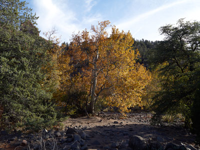 Fall leaves on a Sycamore behind 2 Junipers at Grasshopper Point north of Sedona