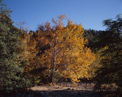 Fall leaves on the Sycamores around Grasshopper Point just north of Sedona