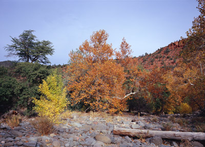 Fall leaves on the Sycamores, with the yellow bush in the left foreground, at Grasshopper Point north of Sedona