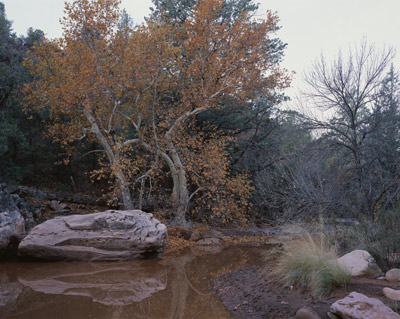 Fall leaves on 3 Sycamores behind a large rock and water in the wash along Pipeline Trail in west Sedona
