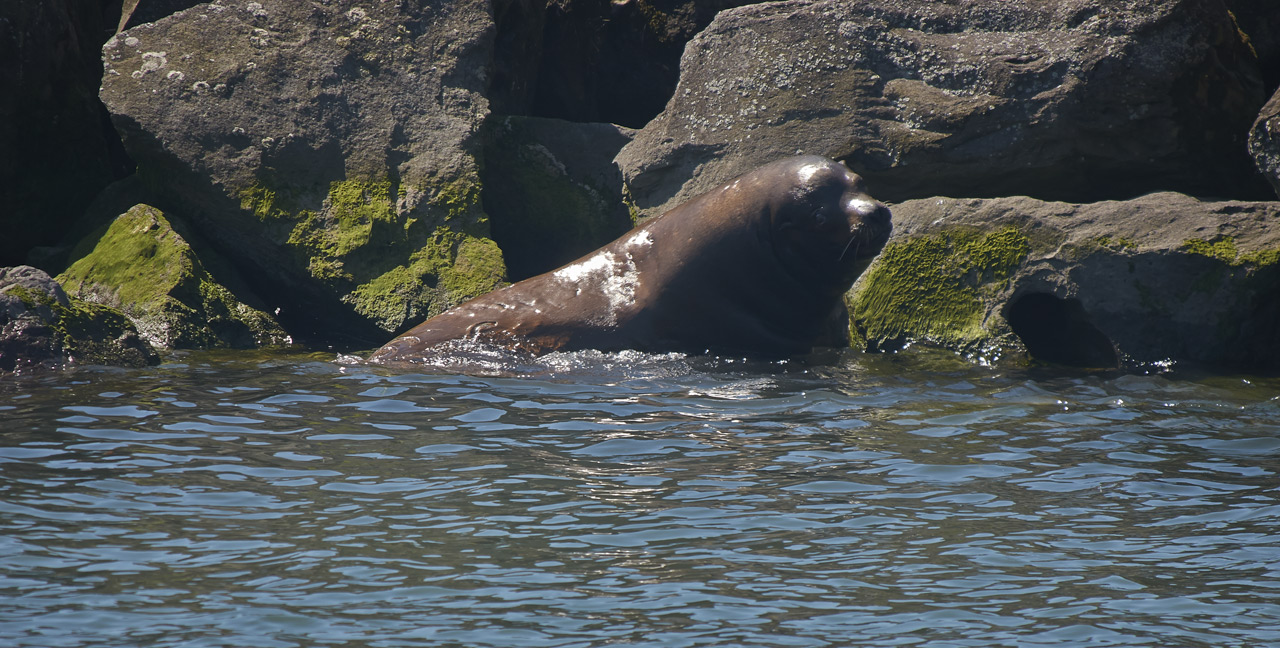 A seal frollicking in the Columbia River on PIER 39 in Astoria