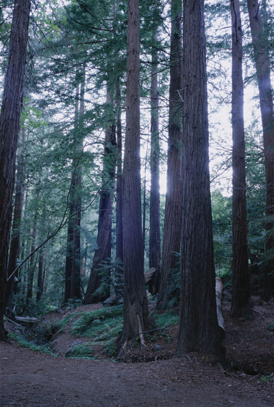 California Redwoods in Big Sur State Park