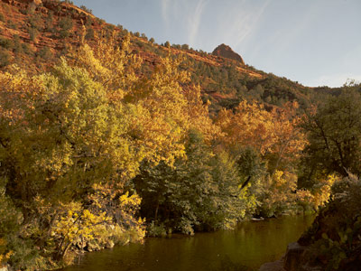 Fall leaves on the Sycamores along Oak Creek at Grasshopper Point north of Sedona