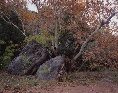 Fall leaves on the Sycamores behind 2 large rocks along the wash across from Girdner Trail in west Sedona