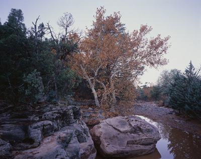 Fall leaves on 3 Sycamores behind a large rock and water in the wash along Pipeline Trail in west Sedona
